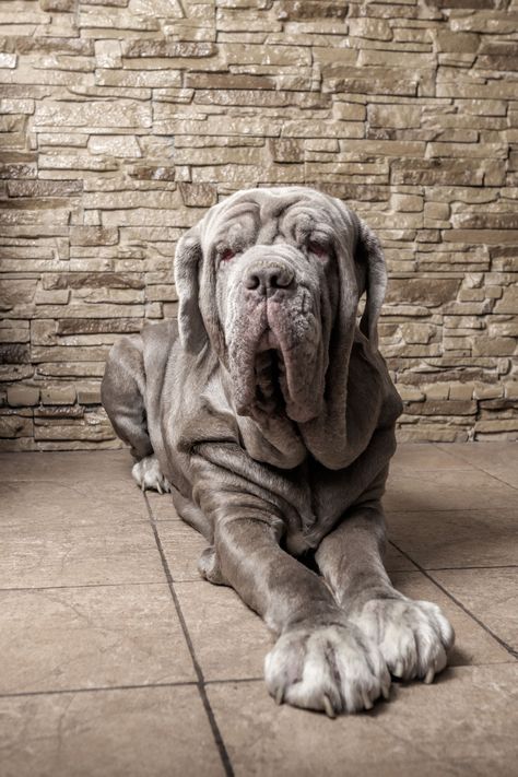 Neapolitan Mastiff Dog Pics Cute, Dogs Personality, Cute Dpz, British Mastiff, Neo Mastiff, Friendly Dog Breeds, Neapolitan Mastiff, Mastiff Mix, Mastiff Breeds