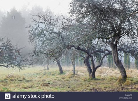 Bare, twisted old apple trees with a few red fruit still hanging stand on a foggy winter morning, with a tall forest just visible in the background. Stock Photo Old Apple Tree, Foggy Autumn Forest, Hygge Art, Big Old Tree, Trees In Fog, Old Growth Forest, Foggy Forest Black And White, Multiple Images, Apple Orchard