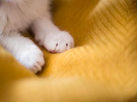 Why Do Cats Use Their Claws When They Knead? | Cuteness Why Do Cats Purr, Make Biscuits, Cat Purr, Rescue Cats, Cat Parenting, Cat Nails, Old Cats, Cat Claws, Cat Behavior