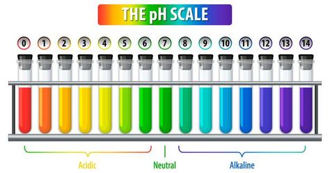 A ph scale on white background | Free Vector #Freepik #freevector #education #cartoon #chart #science How To Learn Chemistry, Learn Chemistry, Ph Scale, Education Cartoon, Erlenmeyer Flask, Chemistry Classroom, Dna Molecule, Cell Structure, Mind Blowing Facts