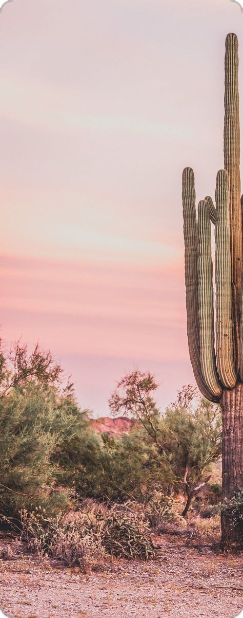 Pink Western Pictures, Neon Desert Aesthetic, Vintage Western Photography, Pink Desert Aesthetic, Pink Earthy Aesthetic, Pink Cactus Wallpaper, Vintage Desert Aesthetic, Arizona Desert Aesthetic, Pink Western Aesthetic