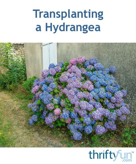 The best time to transplant a hydrangea is when it is dormant, in the late fall or very early spring, when the leaves have fallen, but have not yet emerged for the new season. This is a guide about transplanting a hydrangea. How To Transplant Hydrangea Bushes, When Is The Best Time To Transplant Hydrangeas, When To Transplant Hydrangeas, Transplant Hydrangea, Transplanting Hydrangeas, Transplanting Roses, Hydrangea Types, Hydrangea Shade, Shade Plants Container