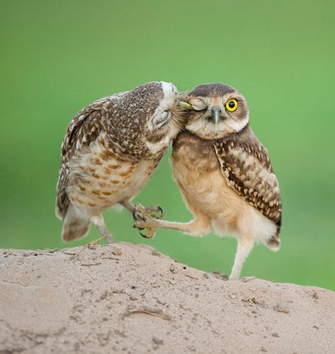 12 Most Adorable Animal Smooches To Make You Melt Cute Animals Kissing, Animals Kissing, Burrowing Owl, Happy Pictures, Animal Companions, Animals Friends, Beautiful Birds, Animal Photography, Animals Beautiful