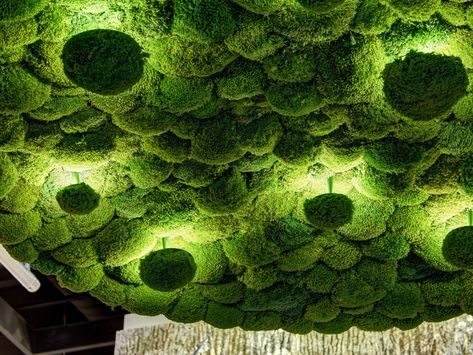 Cushio moss wall lamp / ceiling lamp MOOSALISA by Freund GmbH Green Wall Lighting, Moss Ceiling, Mos Wand, Green Wall Design, Moss Walls, Vertical Garden Indoor, Moss Decor, Moss Wall Art, Moss Garden