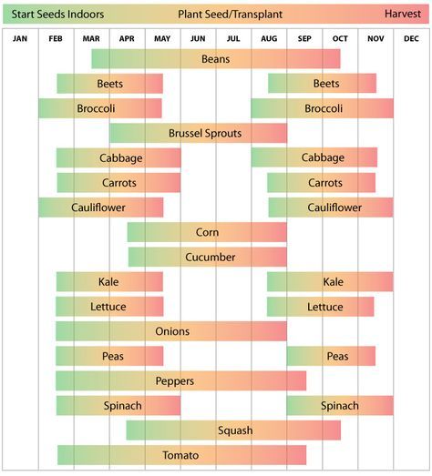 Zone 8 North Carolina Garden Schedule Vegetable Planting Calendar, Planting Zones, Vegetable Planting Guide, Vegetable Planting, When To Plant Vegetables, Gardening Planting, Planting Calendar, Zone 7, Plant Zones