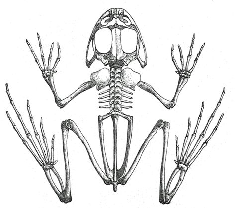 Frog and Human Anatomy Comparison - Ms. Pearrow's 7th Grade Science Animal Skull Drawing, Horse Skull, Pop Art Images, Frog Drawing, Skulls Drawing, Calf Tattoo, Saint Vincent, Skeleton Art, Animal Bones