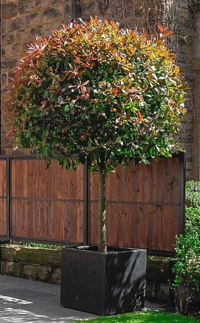 Big Garden Design, Red Robin Tree, Whimsical Garden Decor, Aesthetic Tips, Patio Trees, Pathway Landscaping, Front Garden Landscape, Zone 7, Garden Shrubs