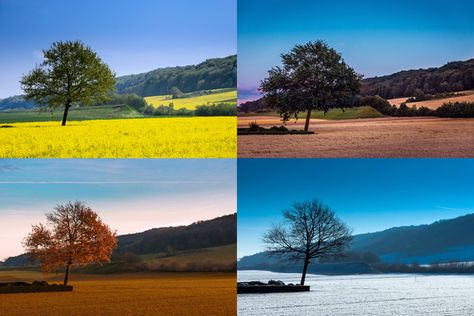 The four seasons: spring, summer, fall and winter | Photo: Shutterstock Four Seasons Painting, Beach Bike Ride, Oceanography, Winter Photo, Winter Photos, Tv Led, Four Season, 4 Seasons, Summer Pictures