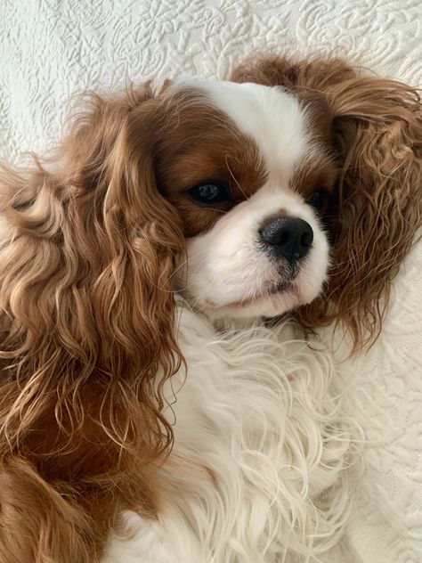 @charlieblenheimking Cavalier King Charles Spaniel Aesthetic, Cavalier King Spaniel, King Spaniel, Cavalier Dog, King Charles Cavalier, Cavalier Puppy, Cavalier King Charles Dog, King Charles Dog, King Charles Cavalier Spaniel Puppy