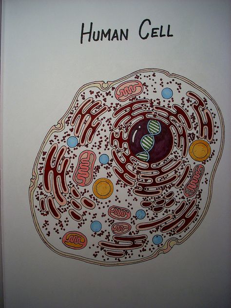 Human Cell (Hand-Drawn)   by: Stephanie Bissonnette Cell Drawing Art, Cell Illustration Biology, Human Cell Drawing, Histology Wallpaper, Human Cell Anatomy, Cell Poster, Cell Painting, Cell City, Animal Cell Project