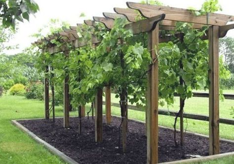 36 Relaxing Grape Vine Ideas To Beautify Your Garden Vine Trellis Diy, Grape Vine Trellis, Arbor Ideas, Grape Trellis, Grape Arbor, Vine Trellis, Arbors Trellis, Pinterest Garden, Newbury Park