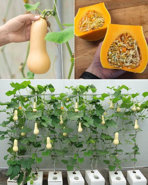 Owlmighty - Butternut Squash Delight: Container Gardening... When To Plant Butternut Squash, Growing Butternut Squash, Squash Plant, When To Plant, Winter Squash, Consumer Health, Green House, Outdoor Ideas, Container Plants