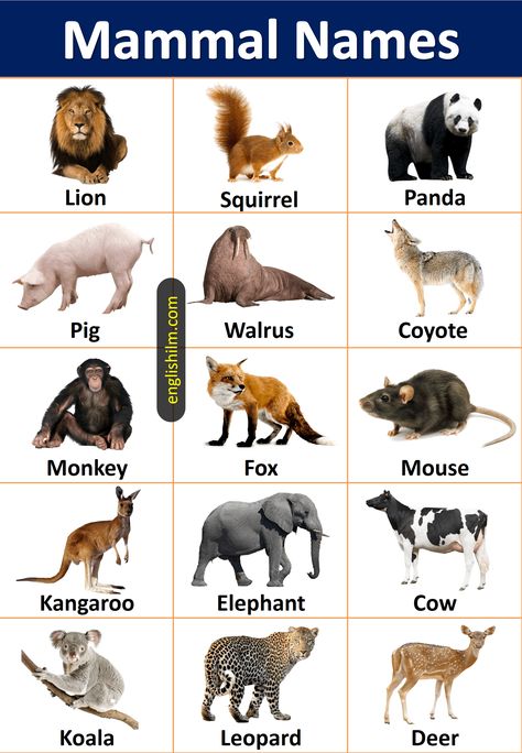 Anime Boy Base, Animals Name List, Placemat Ideas, Animals And Their Homes, Animals Name In English, Animals Name, Wildlife Images, Urdu Language, Picture Board