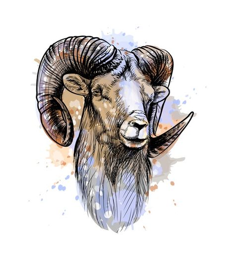 Borrego Cimarron, Sheep Tattoo, Mountain Sheep, Sheep Vector, Big Horn Sheep, Bmw Art, Bighorn Sheep, Aries Tattoo, Ram Head