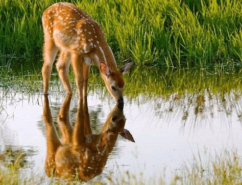 - Deer Drinking Water, Animal Rights Quotes, Morning Reflection, Paul Rodriguez, Reflection Painting, Deer Pictures, Vintage Deer, Water Reflections, Healing Arts