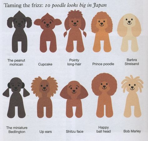 Japanese Grooming - Imgur Toy Poodle Haircut, Parti Poodle, Poodle Hair, Poodle Haircut, Dog Grooming Styles, Poodle Cuts, Creative Grooming, Tea Cup Poodle, Puppy Cut