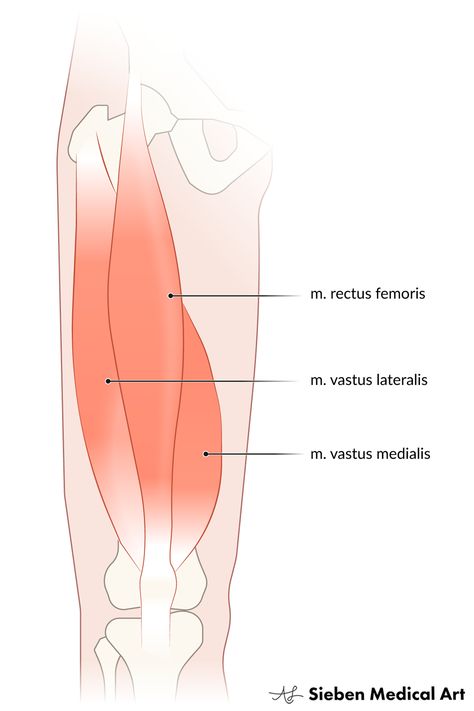 Quad Muscle, Vastus Lateralis, Vastus Medialis, Rectus Femoris, Quadriceps Femoris, Anatomical Illustration, Quad Muscles, Learning Development, Medical Student Study