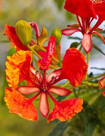 10 great small trees for Houston Poinciana Tree, Peacock Flower, Royal Poinciana, Attract Hummingbirds, Mimosa Flower, National Flower, Big Chill, Tropical Tree, The Peacock