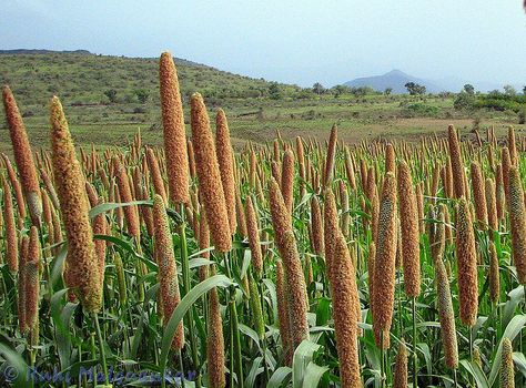 MILLET FIELD | Pearl millet fields. International Year Of Millets Drawing, Millet Drawings, Posters On Millets, Ornamental Millet, Millet Plant, Millet Paintings, Pearl Millet, Home Grown Vegetables, Jesus Photo