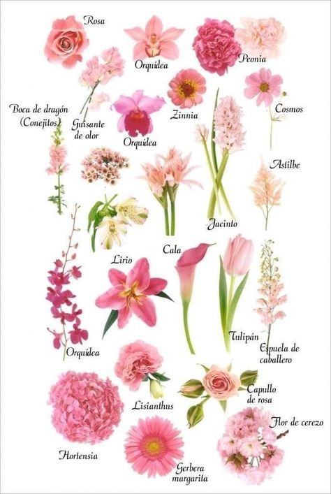 Pretty Flower Names, Flower Chart, Flower Guide, Flower Vase Arrangements, Flower Meanings, Flower Arrangements Simple, Flower Names, Flower Therapy, Language Of Flowers