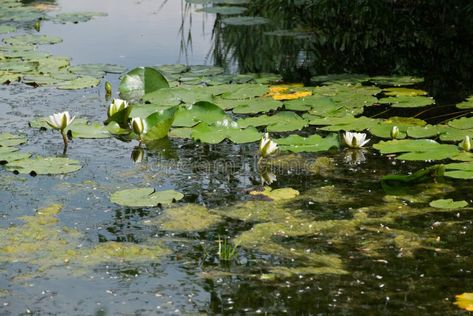 Pond with water lilys royalty free stock photography Lake With Water Lilies, Monet Lily Pond, Lake With Lily Pads, Water Lily Pond Photography, Lotus Pond Photography, Small Ponds, Flower Landscape, Water Lily, Stock Photography Free