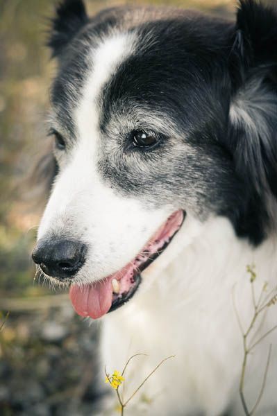 20 Things All Border Collie Owners Must Never Forget Border Collie Training, Cute Border Collie, Cute Border, Bored Dog, Us Border, Important Life Lessons, Newfoundland Dog, Charles Darwin, Puppy Eyes