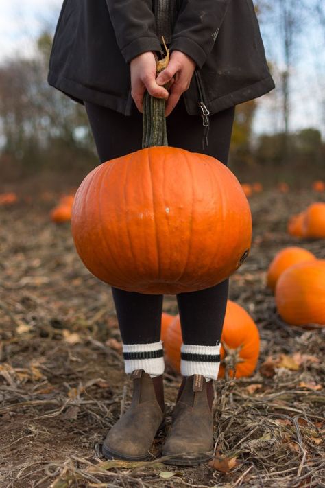 Pumpkin Patch Photoshoot, Pumpkin Patch Pictures, Best Pumpkin Patches, Pumpkin Farm, Thanksgiving Pumpkin, Autumn Thanksgiving, Pumpkin Picking, Best Pumpkin, Willie Nelson