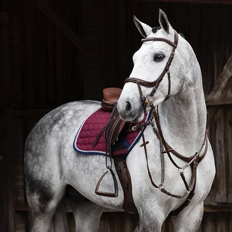 White Horse Tack, Dapple Grey Horses, Horse Riding Aesthetic, Grey Horses, Equestrian Outfit, Jumping Horses, Show Jumping Horses, English Tack, Cute Horse Pictures