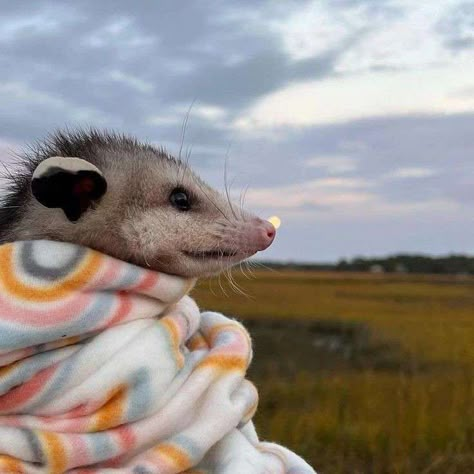 Opossum And Raccoon, Awesome Possum, Cute Rats, Silly Animals, Favorite Animals, Racoon, Little Animals, Rodents, Cute Little Animals