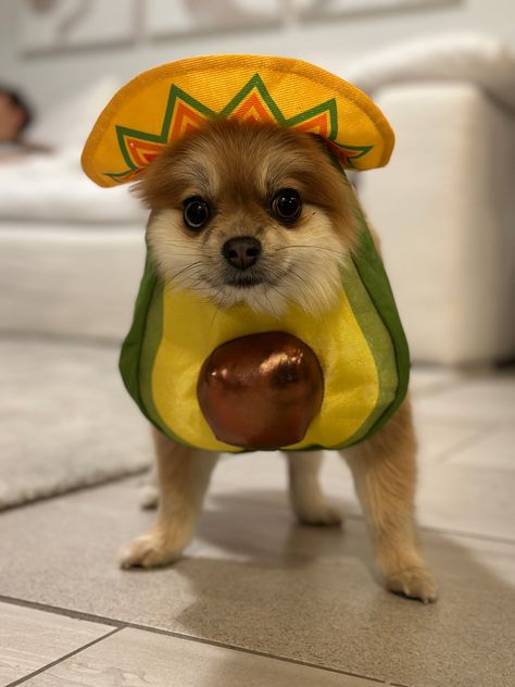 Small dog avocado Halloween costume Cute Dogs In Costumes, Halloween Costumes For Small Dogs, Small Dog Halloween Costumes, Dog Costumes Homemade, Baby Dog Costume, Dog Costumes Halloween, Puppy Costumes, Dog Costume Ideas, Cute Dog Halloween Costumes