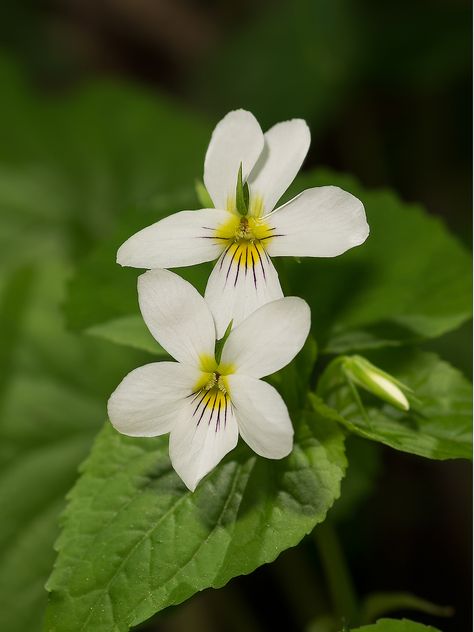 Canadian White Violet (Viola canadensis) White Violets, White Violet, Bird Sanctuary, Polk County, Sweet Violets, A Rat, Moon Garden, Gate House, Airbrush Art