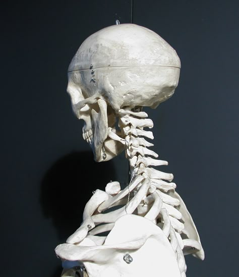 Human skull, 3/4 back view Human Skull Anatomy, Skeleton Reference, Skull References, Human Skeleton Anatomy, Skull Anatomy, Anatomy Bones, Skull Reference, Skeleton Anatomy, Skeleton Drawings