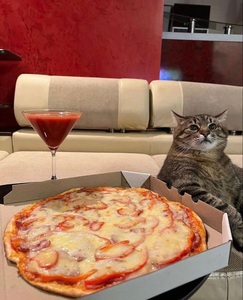 Cute Fat Cats, Cat Attack, Sassy Cat, Pizza Cat, Can't Sleep, Silly Cats Pictures, Funny Cats And Dogs, Pizza Night, Cat Boarding