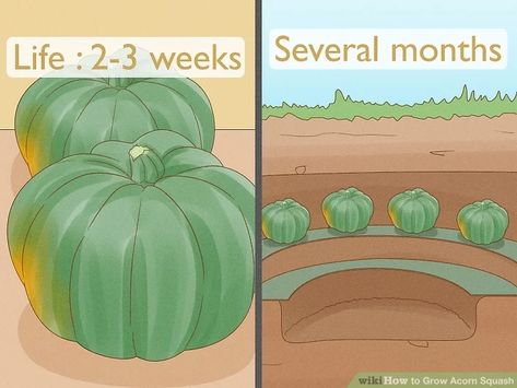 How To Grow Acorn Squash, Growing Acorn Squash, Squash Planting, Winter Squash Varieties, Building A Trellis, Squash Plant, Squash Varieties, Cucumber Beetles, Gardening Guide