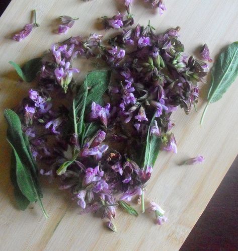 Savory Sage Blossom Pesto: A Culinary Spell for Youth, Beauty and Wisdom – Gather Victoria Forage Recipes, Edible Perennials, Autumn Sweets, Witch Recipes, Medieval Food, Magical Plants, Sage Herb, Sweet Woodruff, Fantasy Food