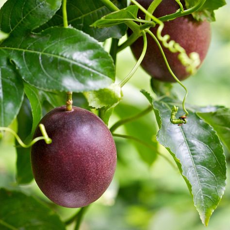 Growing Passionfruit! Passionfruit Vine, Passion Fruit Plant, Fruit Orchard, Garden Tool Holder, Passion Vine, Tattoo Plant, Purple Fruit, Growing Tips, Fruit Seeds