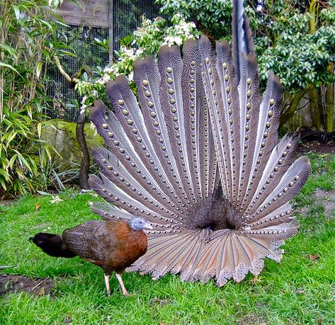 Argusianus argus Game Birds, Rare Animals, All Birds, Bird Pictures, Exotic Birds, Pretty Birds, Bird Photo, Colorful Birds, Peacocks