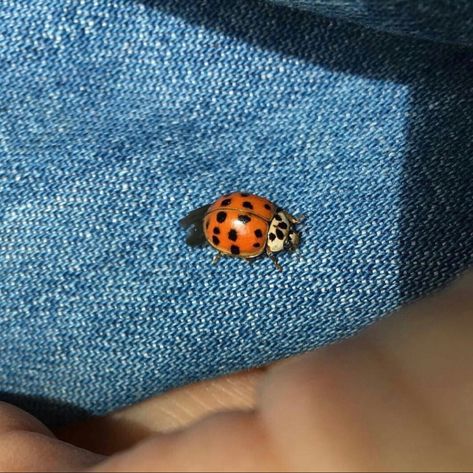 #fashion #ladybug #animals #cute #tiktok Caroline + Core + Aesthetic, Ladybug Images, Tattoo Ladybug, Ladybug On Flower, Ladybug Photography, Blue Ladybug, Ladybug Nails, Yellow Ladybug, Lady Bug Tattoo