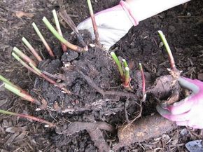 Peonies. CMs A Cut Above Blog: Divide and Conquer - 5 Easy steps to dividing and transplanting peonies. Remember to do this in the fall. Transplanting Peonies, Peony Bulbs, Peony Care, Divide And Conquer, Peony Bush, Growing Peonies, Fall Vegetables, Fall Garden Vegetables, Garden Shrubs