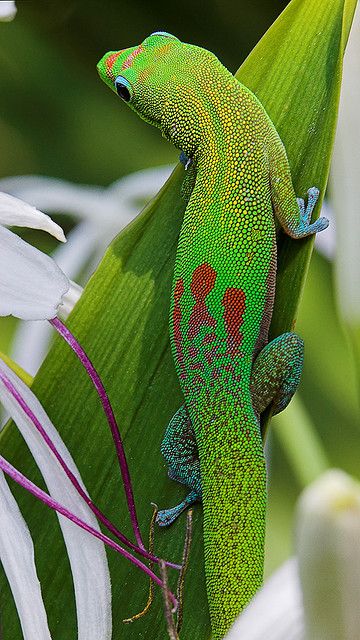 Types Of Chameleons, Day Gecko, Colorful Lizards, Chameleon Lizard, Pet Lizards, Salamanders, Cute Reptiles, Reptiles Pet, Reptiles And Amphibians