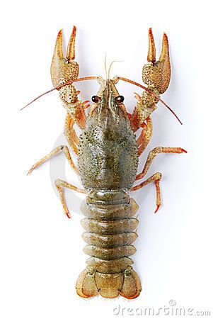 Crayfish FYI: inherits traits from its parents such as the number of legs it has (image from Anna Sedneva/Dreamstime.com) Other things to know: they live in water, hide under rocks or plants, and come out to look for food. They eat plants and animals. {5th Grade Science} {FOSS Curriculum) Lobster Claw Plant, Freshwater Lobster, Lobster Tail Recipe, Sea Life Wallpaper, Sea Life Painting, Crab And Lobster, Lure Making, Animal Art Prints, Animal Nails