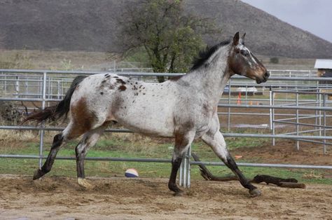 'Snappy Run' - photo by FineEquine (Roslend), via deviantART Varnish Roan Horse, Varnish Appaloosa, Snowflake Appaloosa, Roan Appaloosa, Horses Appaloosa, Leopard Appaloosa, Horse Markings, Horse Coat Colors, Baby Horse