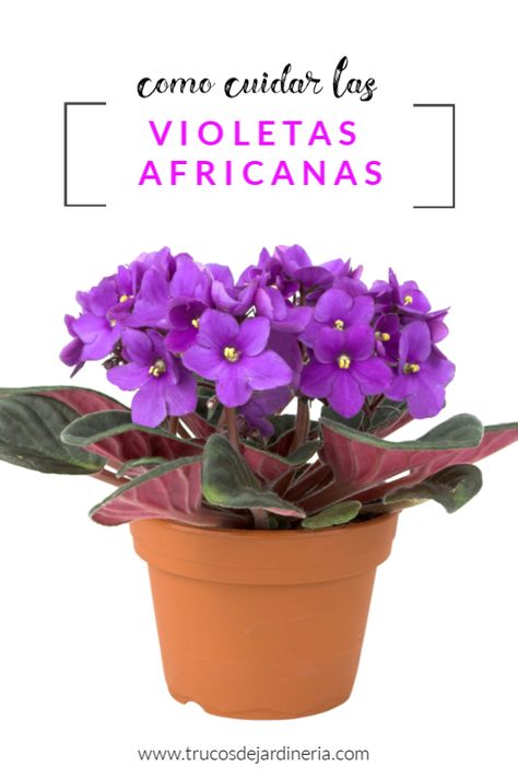 Como Cuidar Las Violetas Africanas African Violet Care, African Violets Plants, Remembrance Tattoos, Violet Plant, Indoor Gardens, African Violets, Flowers Nature, All Plants, Garden Art Crafts