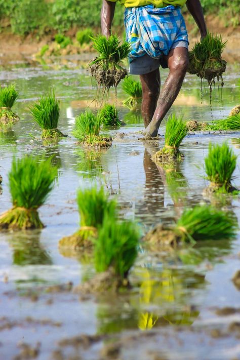 Agriculture Pictures, Agriculture Photography, Best Island Vacation, Rice Paddy, Farm Paintings, Animal Agriculture, Vertical Farming, Eco Warrior, Village Photography