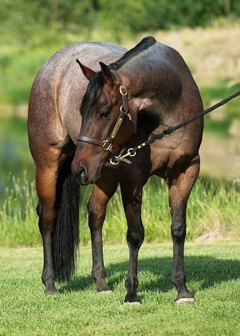 2011 AQHA Bay Roan Mare by Jerry Lees Surprise Bay Roan Quarter Horse, Bay Roan Horse, Rdr Horses, Aqha Horses, Quarter Horse Stallion, Western Pleasure Horses, Western Horses, American Paint Horse, Reining Horses