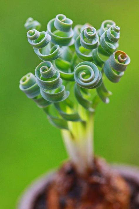 Albuca concordiana Spiral Succulent, Strange Flowers, Weird Plants, Plant Fungus, Food Garden, Rare Plants, Nature Animals, Tropical Flowers, Cacti And Succulents