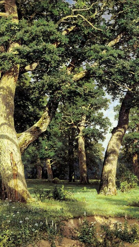 Oak Tree Backyard, Tree Grove Landscape, Tree Images Nature, Vines On Trees, Oak Tree Aesthetic, Grove Aesthetic, Oak Aesthetic, Oak Trees Landscaping, Oak Tree Painting