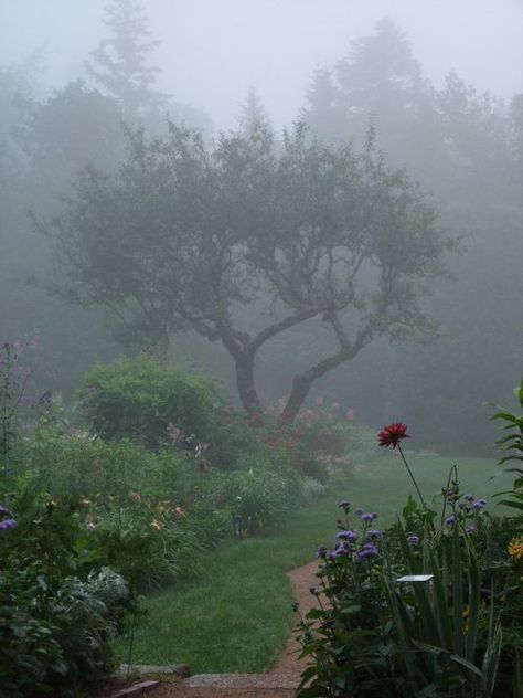 Foggy Garden, Dark Naturalism, Foggy Day, I Love Rain, Arte Inspo, The Fog, Alam Yang Indah, Nature Aesthetic, Pretty Places