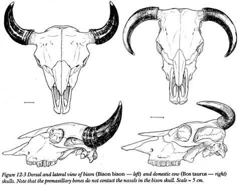 1000+ images about Tattoos on Pinterest | Bull skulls, Cow skull ... Cow Skull Reference, Bull Skull Side View, Bison Skull Drawing, Buffalo Skull Tattoo, Bison Skull Tattoo, Bull Skull Drawing, Skull Drawing Reference, Cow Skull Tattoo, Bull Skull Tattoo