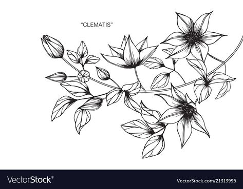 Clematis Tattoo, Sis Tattoo, Clematis Flower, Drawing People Faces, Flowers Drawing, White Backgrounds, Landscape Quilts, Botanical Drawings, Art Journal Pages